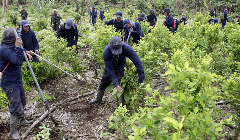 cultivos ilicito Colombia